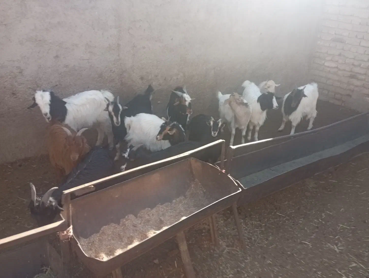 بزغاله جوان مناسب نگهداری وکشتار|حیوانات مزرعه|قرچک, صالح آباد|دیوار