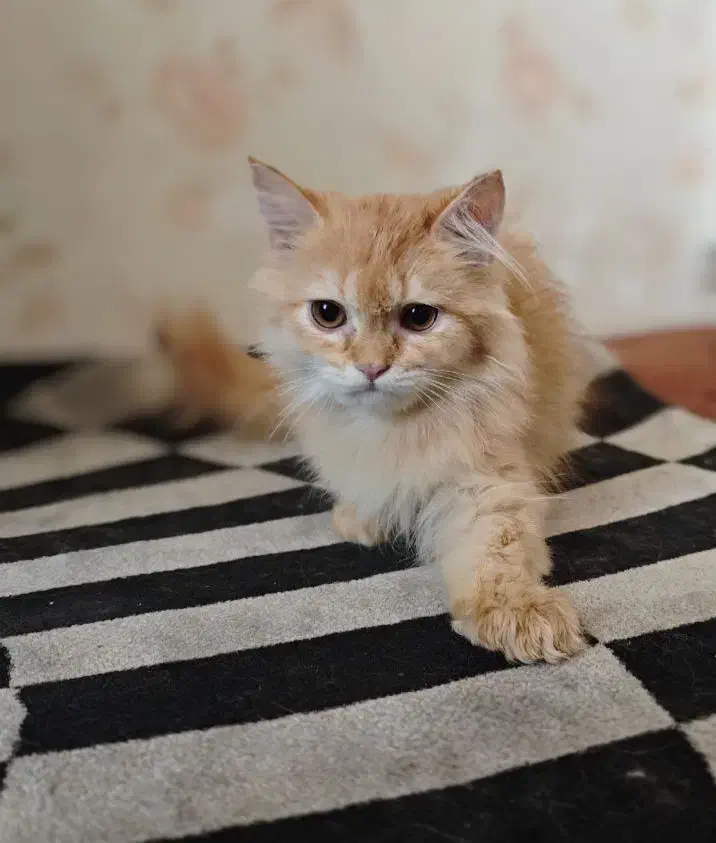 بریتیش لانگ هیر|گربه|تهران, توحید|دیوار