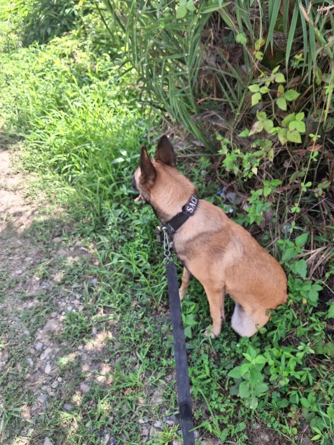 مالینویز اصیل7ماهه|سگ|رودسر, |دیوار