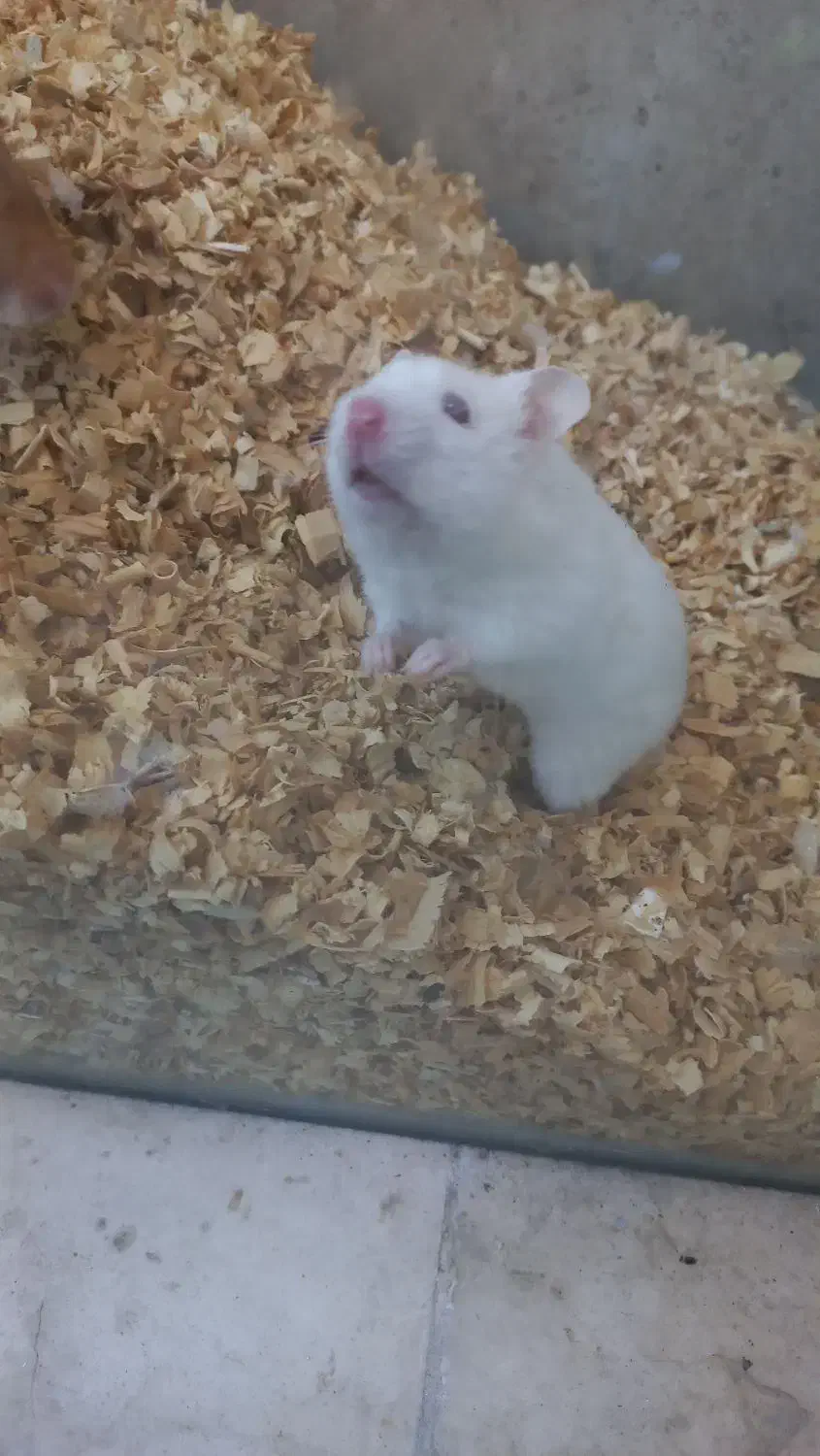 همستر|موش و خرگوش|فردیس, داوری|دیوار