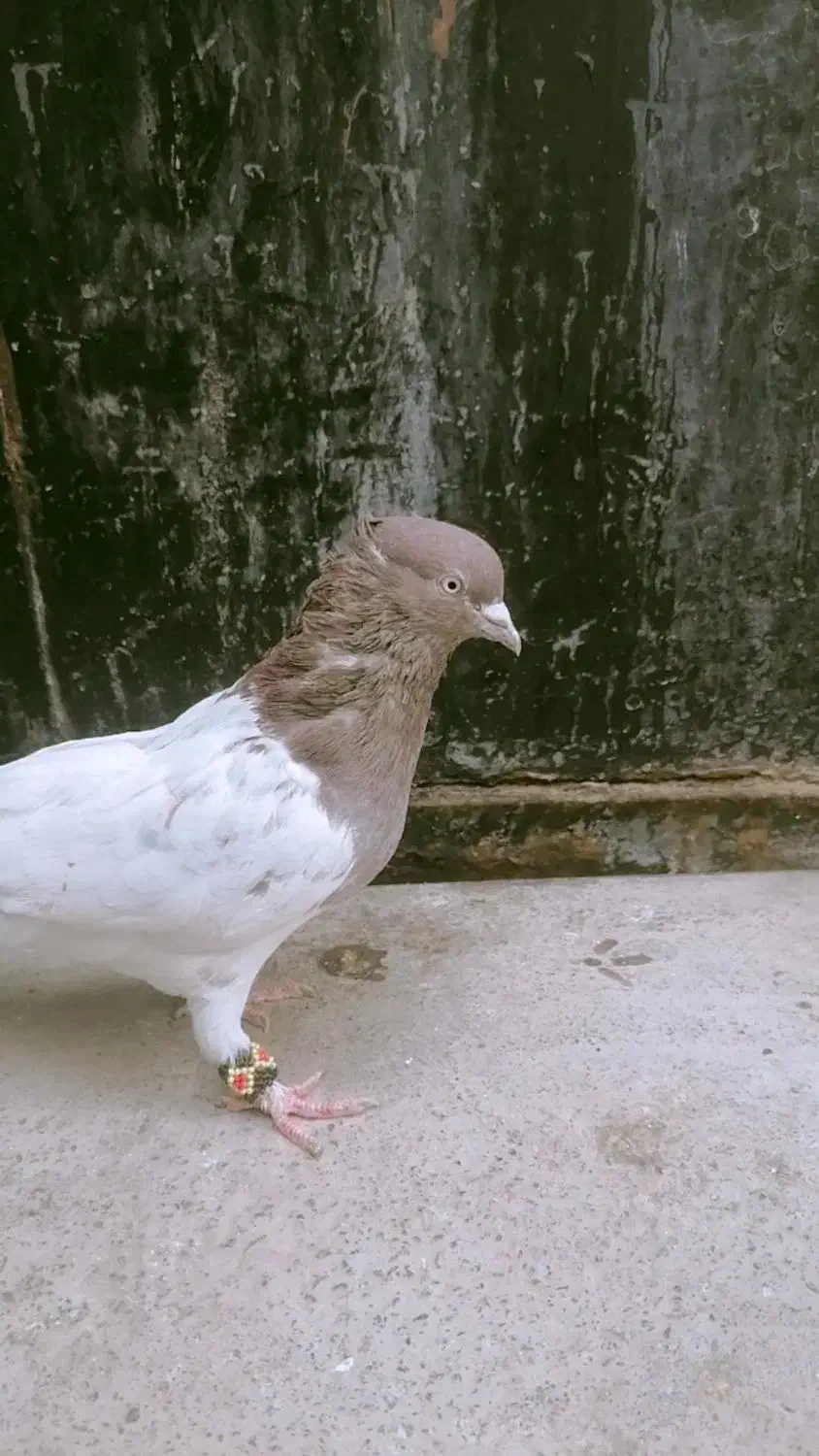 کفتر پرنده|پرنده|بم, |دیوار