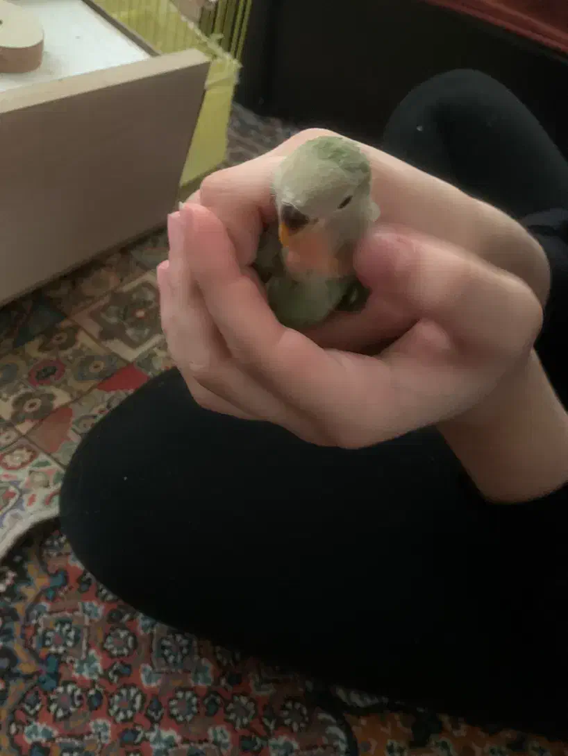 طوطی برزیلی|پرنده|اردبیل, |دیوار