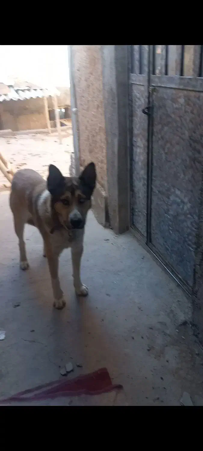 یک عدد سگ گم شده|حیوانات|بجنورد, |دیوار