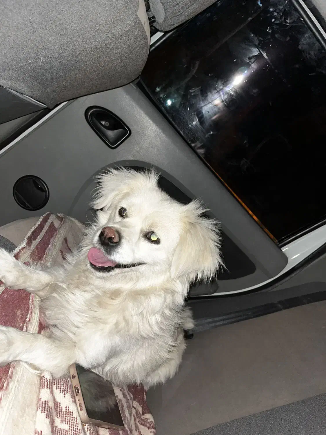 سگ اشیتپز|سگ|مرودشت, ثبت احوال|دیوار