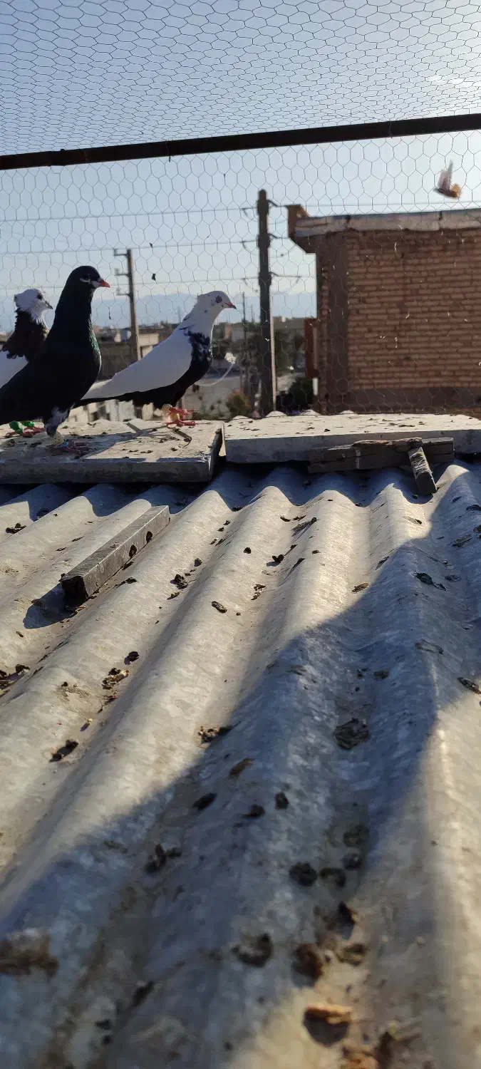 کفتر|پرنده|شیراز, بازار|دیوار