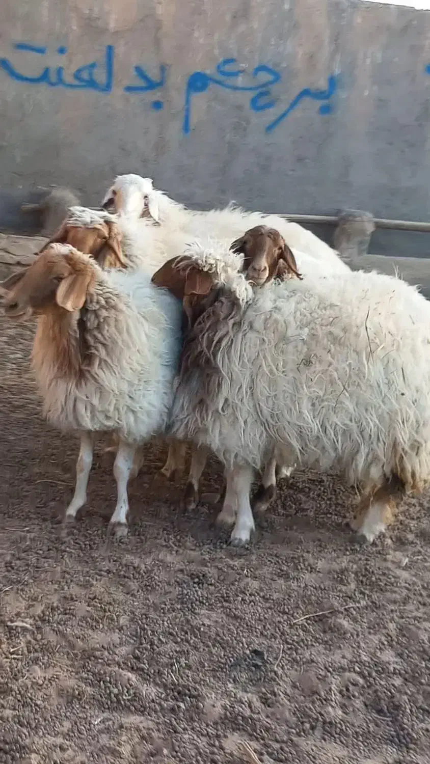 مال داشتی درجه یک|حیوانات مزرعه|فردوس (خراسان), |دیوار