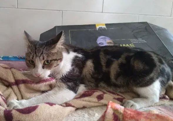 گربه نر خونگی پیدا شده|گربه|یزد, |دیوار