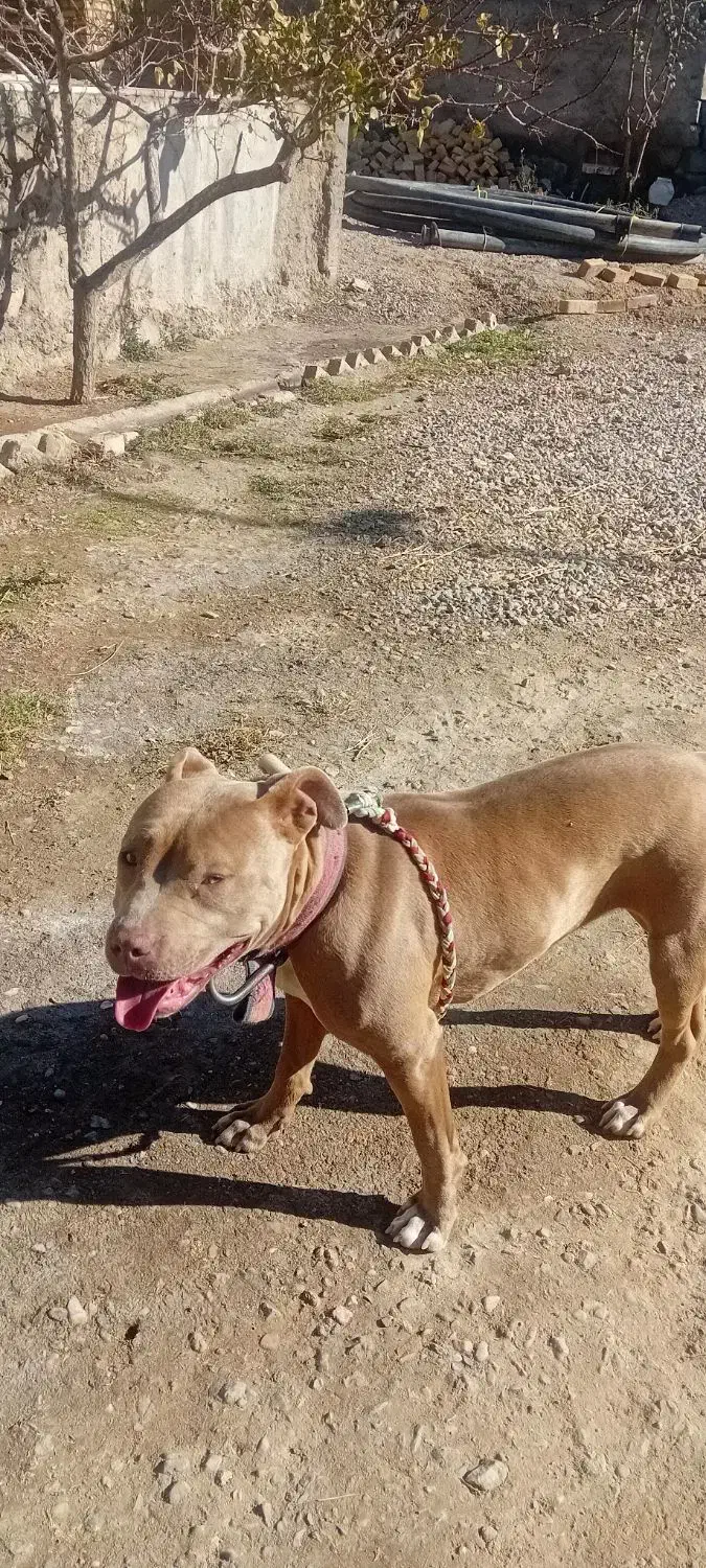 حیوان|سگ|ماهنشان, |دیوار