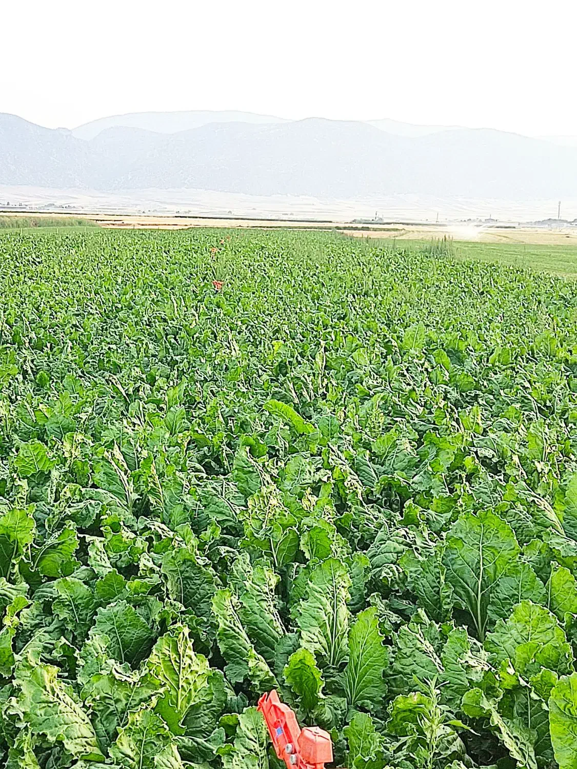 چغندر.فروشنقدیفقط|خدمات باغبانی و درختکاری|اسلامآباد غرب, |دیوار