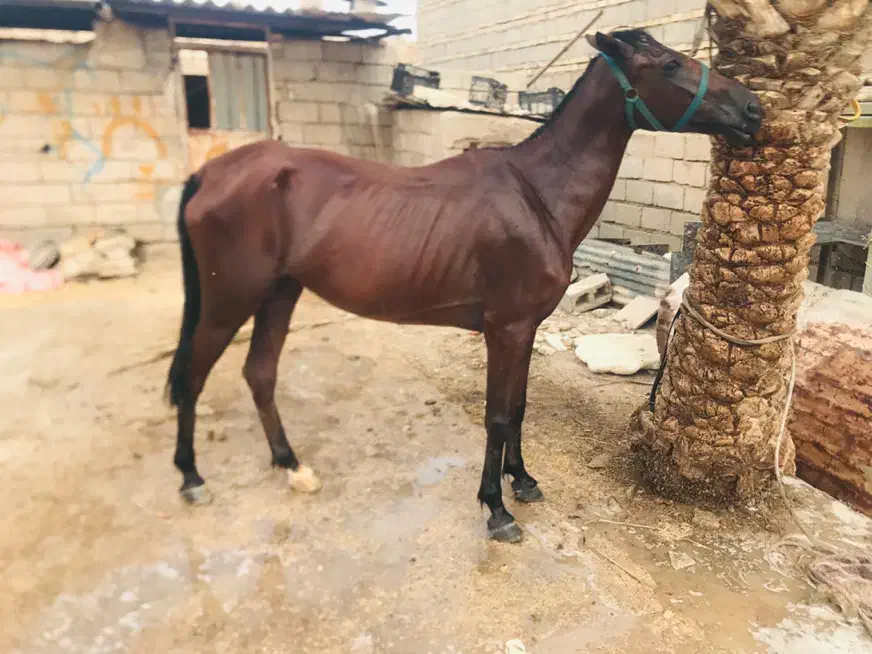 اسب مادیان عربی|اسب و تجهیزات اسبسواری|اهواز, دغاغله|دیوار