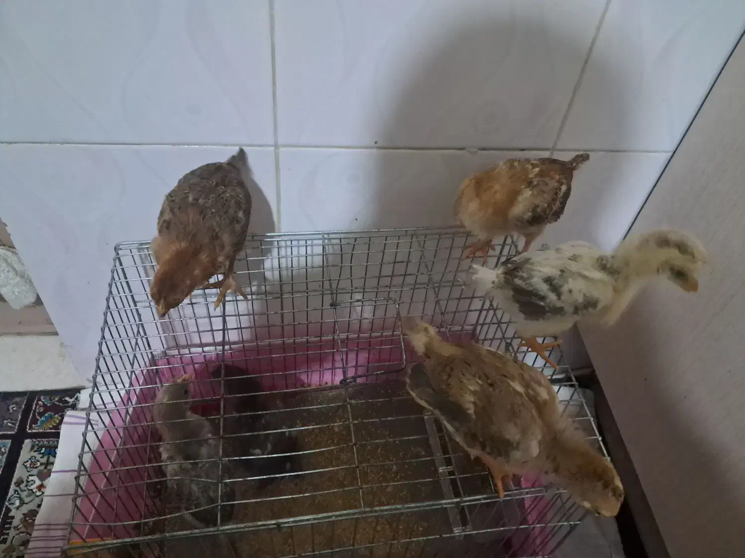 جوجه رسمی|حیوانات مزرعه|پیشوا, |دیوار