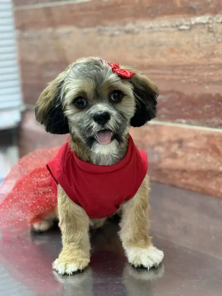 شیتزو سوپر فلت خالص|سگ|قرچک, مهدیه|دیوار