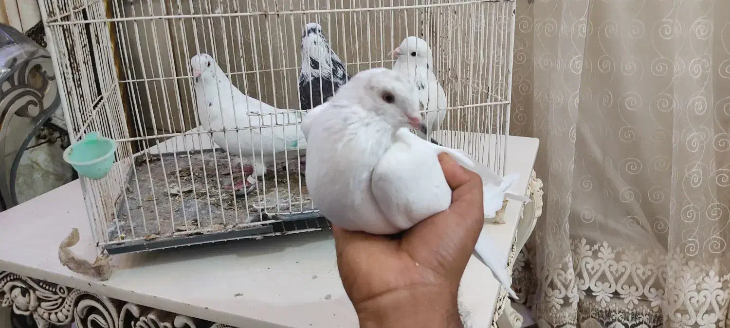 کفتر پرشی|پرنده|بندرعباس, |دیوار