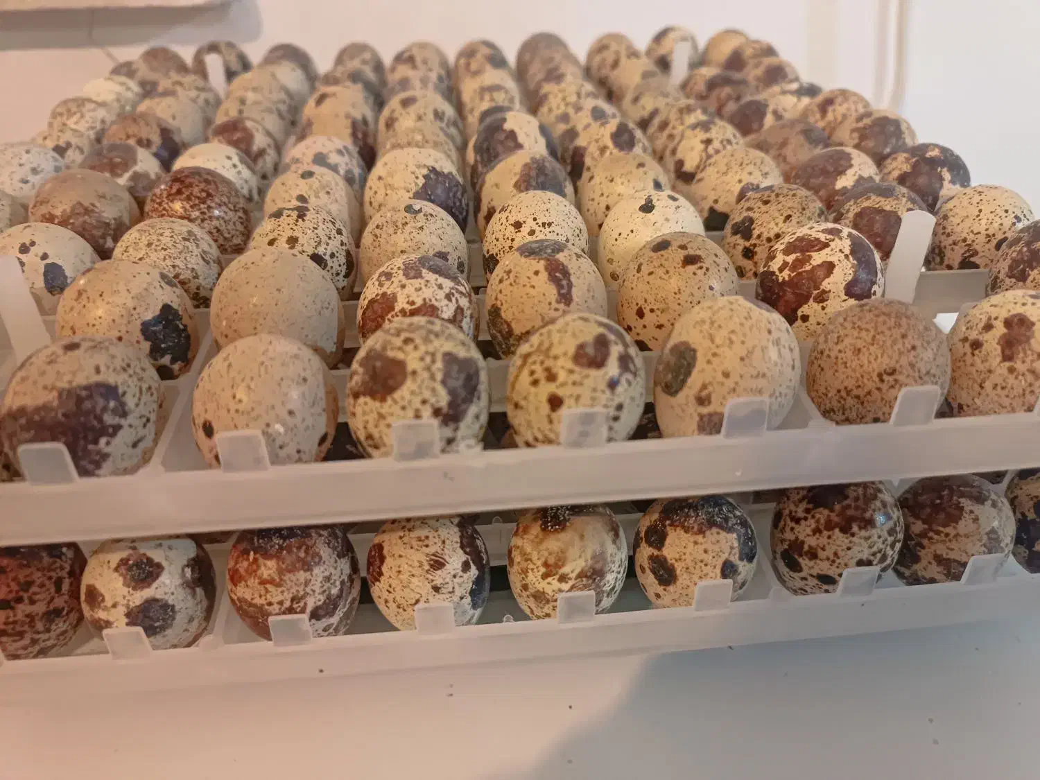 تخم نطفه دار بلدرچین از نوع سنگین وزن ضمانتی|حیوانات مزرعه|نیمروز, |دیوار