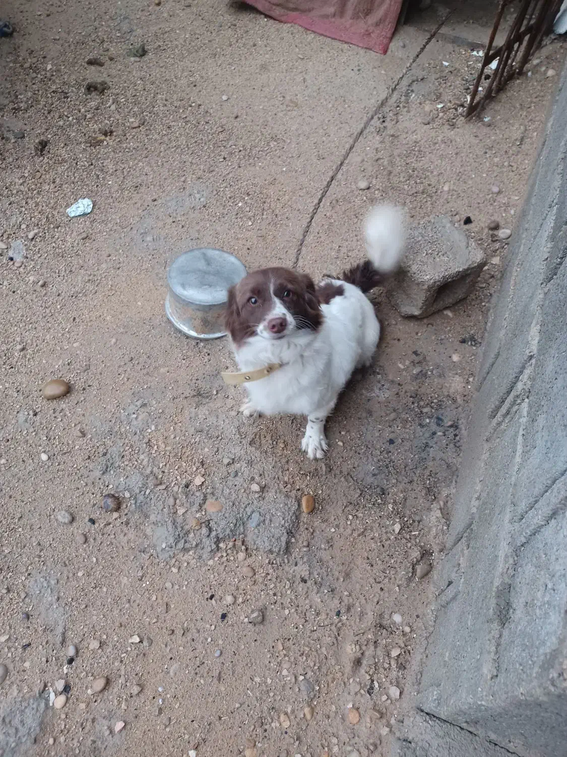 بوجی|سگ|سعدآباد, |دیوار