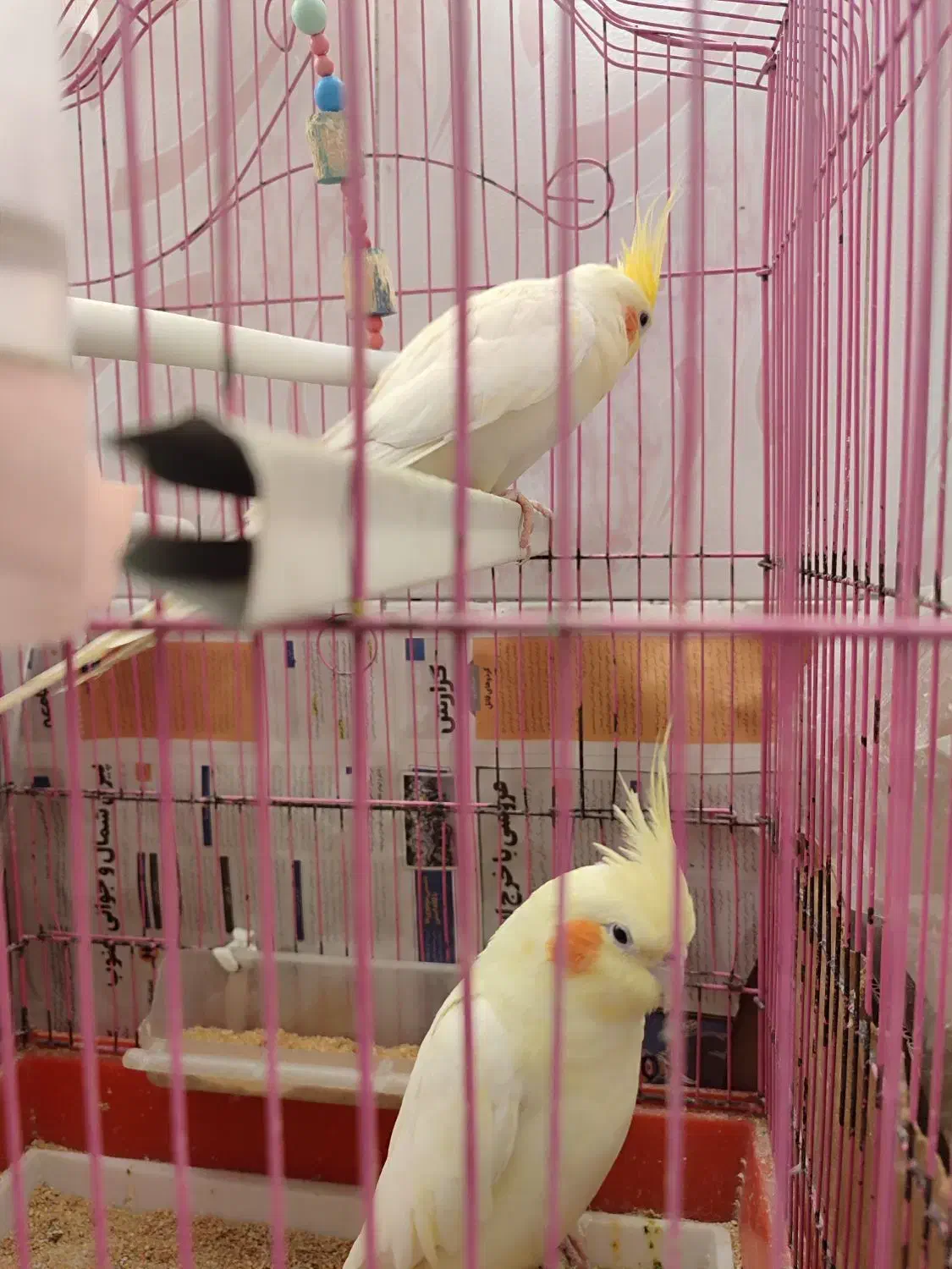 عروس هلندی دو عدد|پرنده|تهران, مسعودیه|دیوار