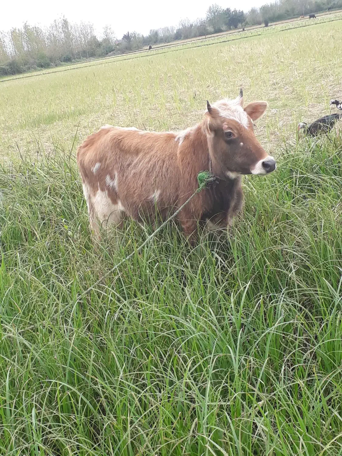 لیشه چالوسی اصیل ورزا گاو|حیوانات مزرعه|رشت, حومه رشت|دیوار