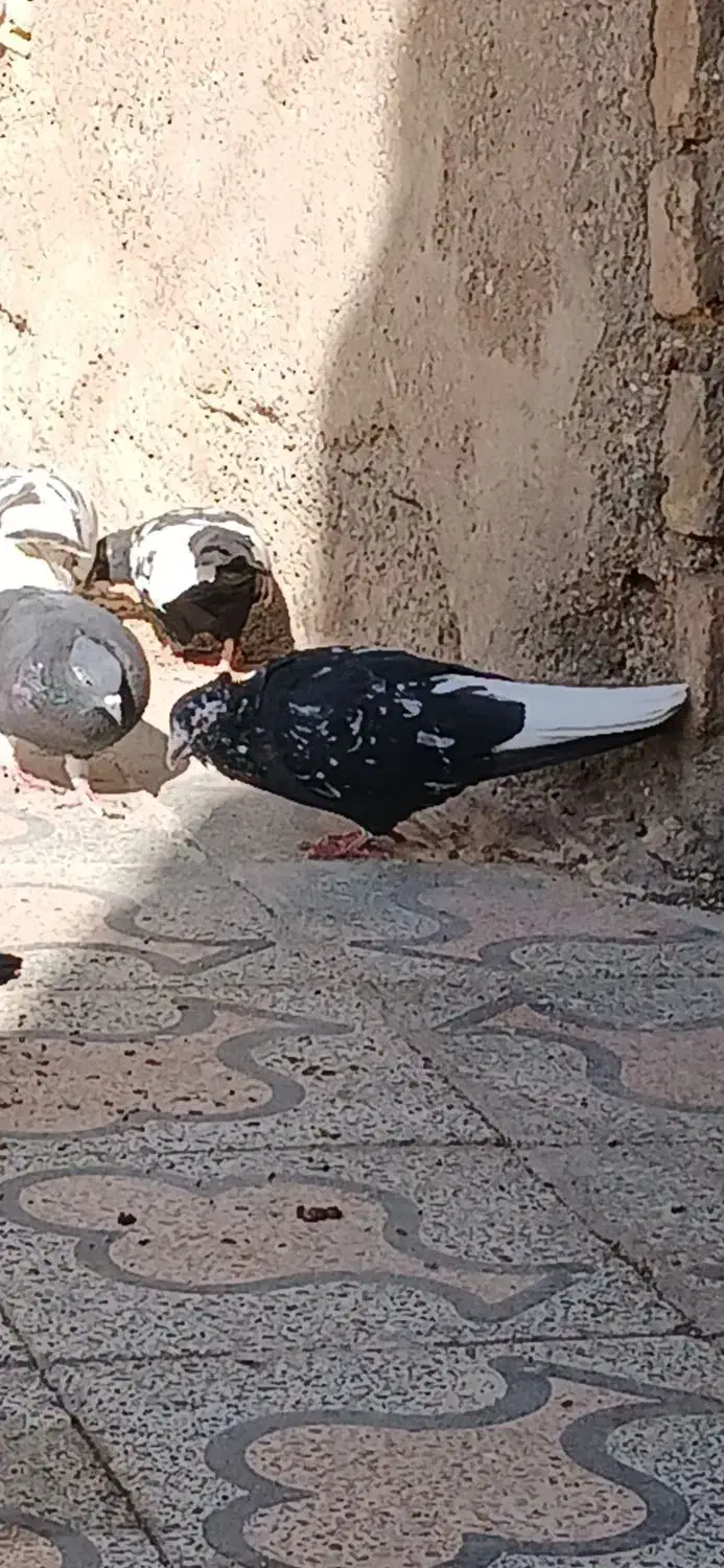 کبوتر|پرنده|کارون, |دیوار