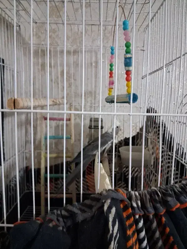 عروس هلندی|پرنده|هشتگرد, شهرک وحدت|دیوار