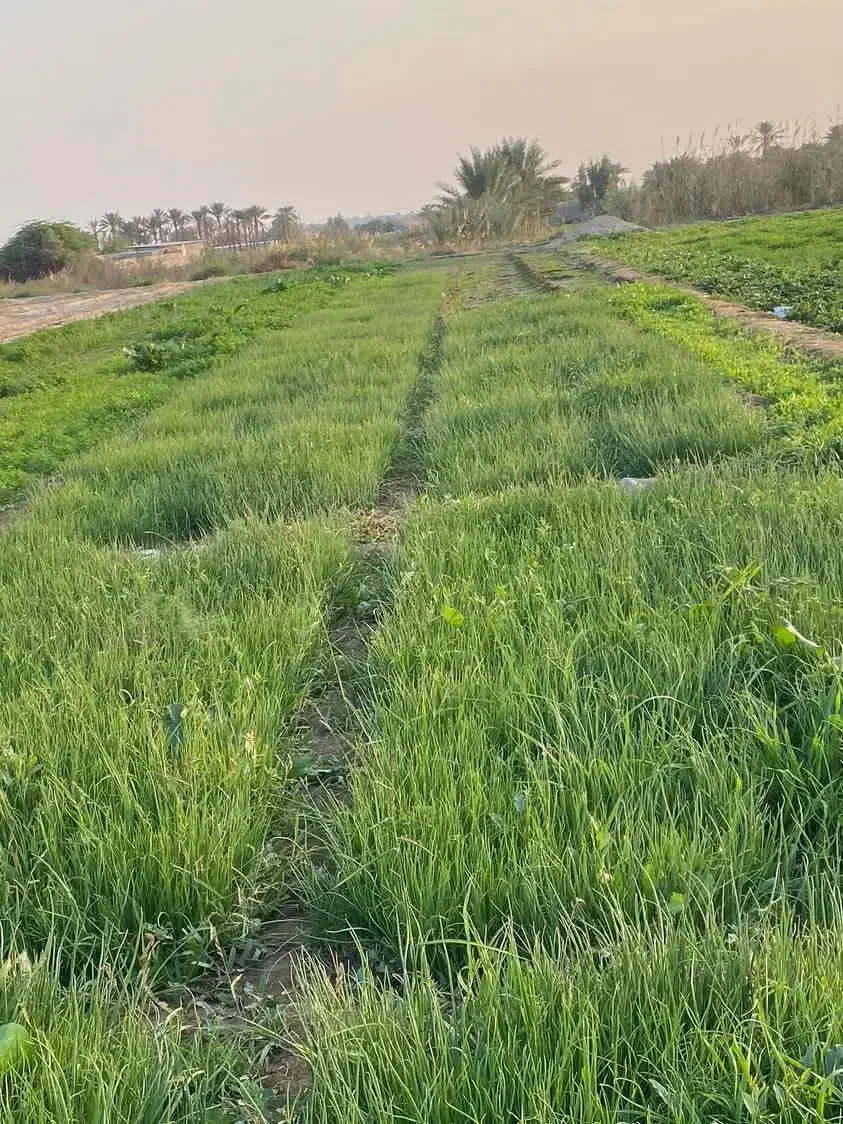 نهال پیاز دستگیری مینروای سفید برفی|گل و گیاه طبیعی|جیرفت, |دیوار