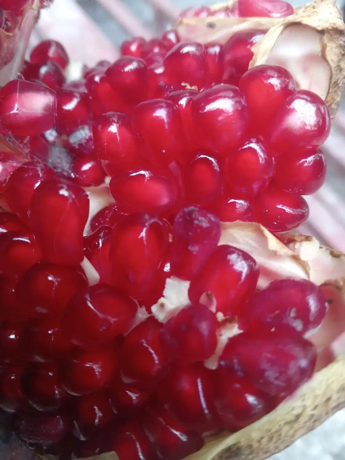 فروش نهال|خدمات باغبانی و درختکاری|گرگان, |دیوار