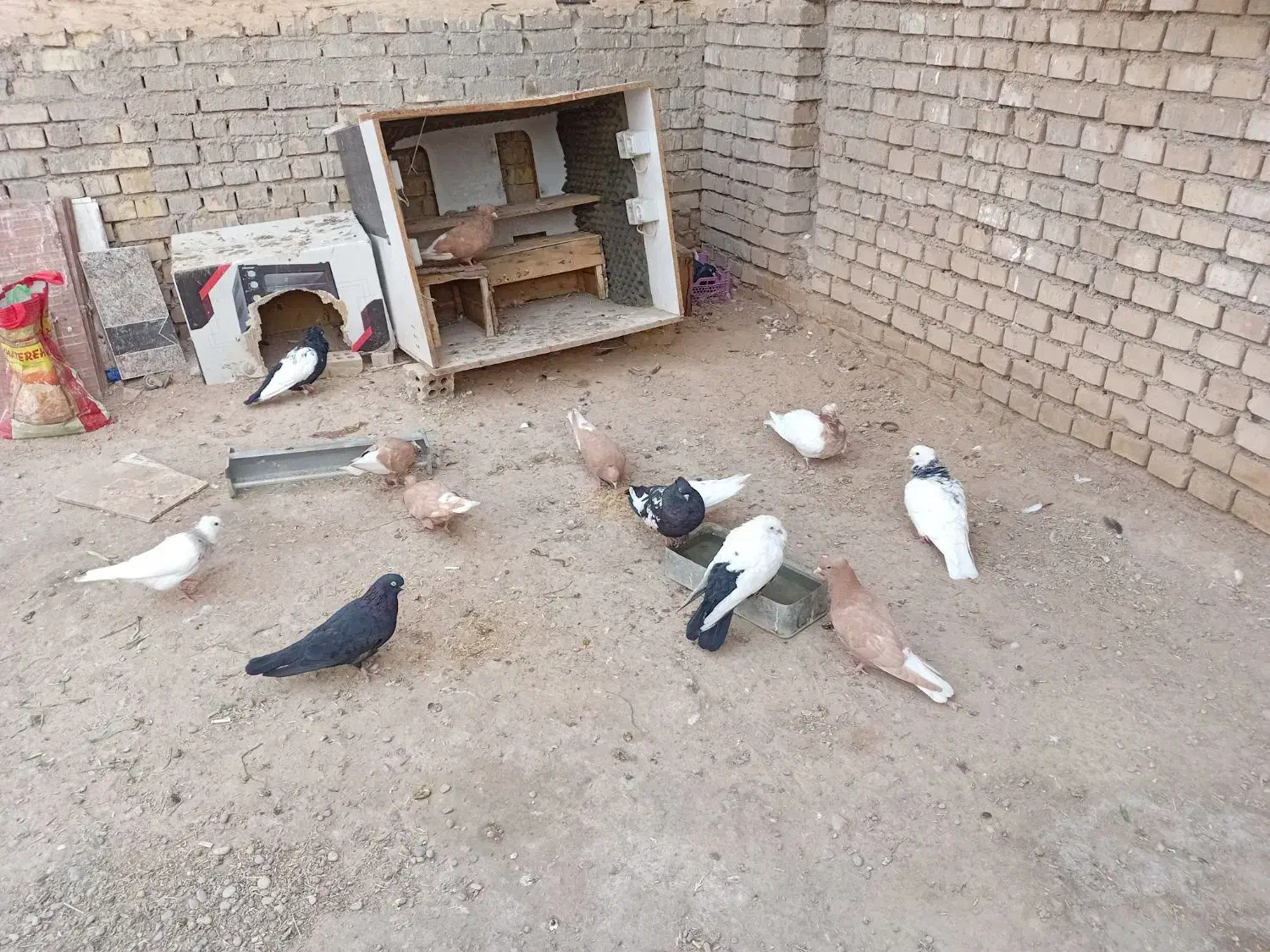 ۱۴عددکفتر|پرنده|کارون, |دیوار