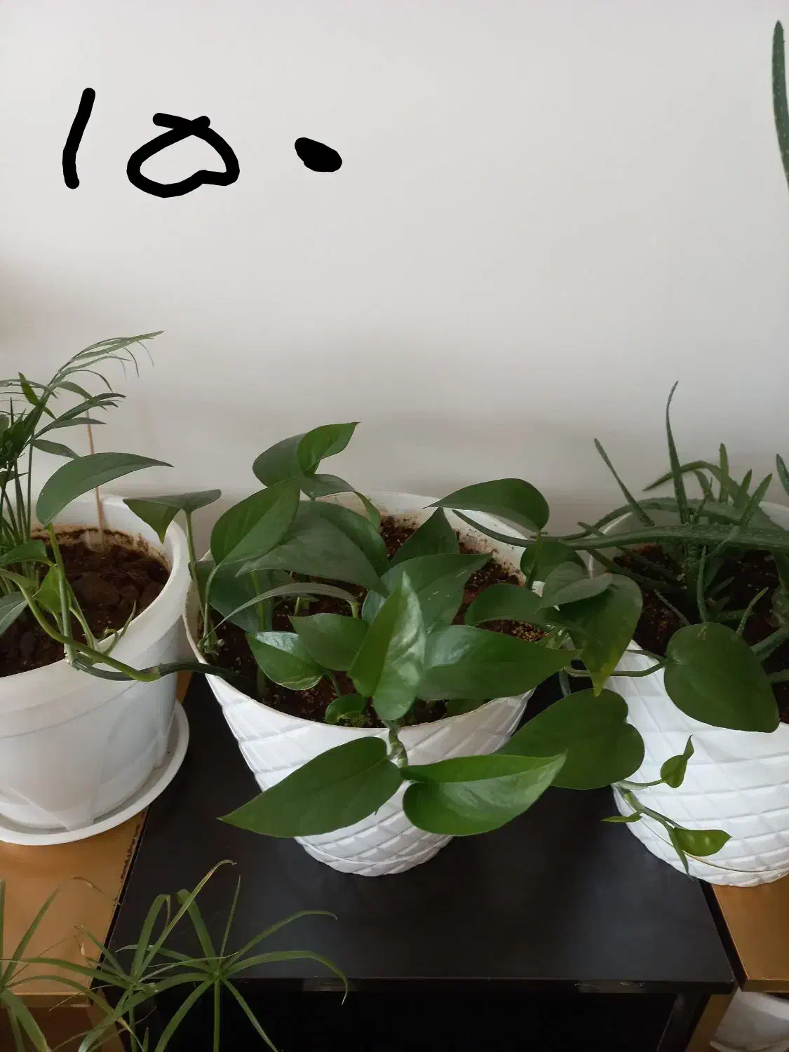 کیف نیه گل|کیف، کفش، کمربند|سنندج, |دیوار