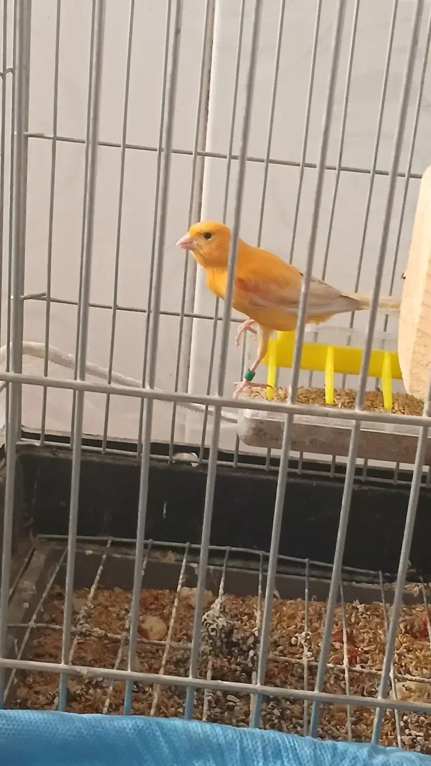 قناری سرخ نر|پرنده|مشهد, هدایت|دیوار