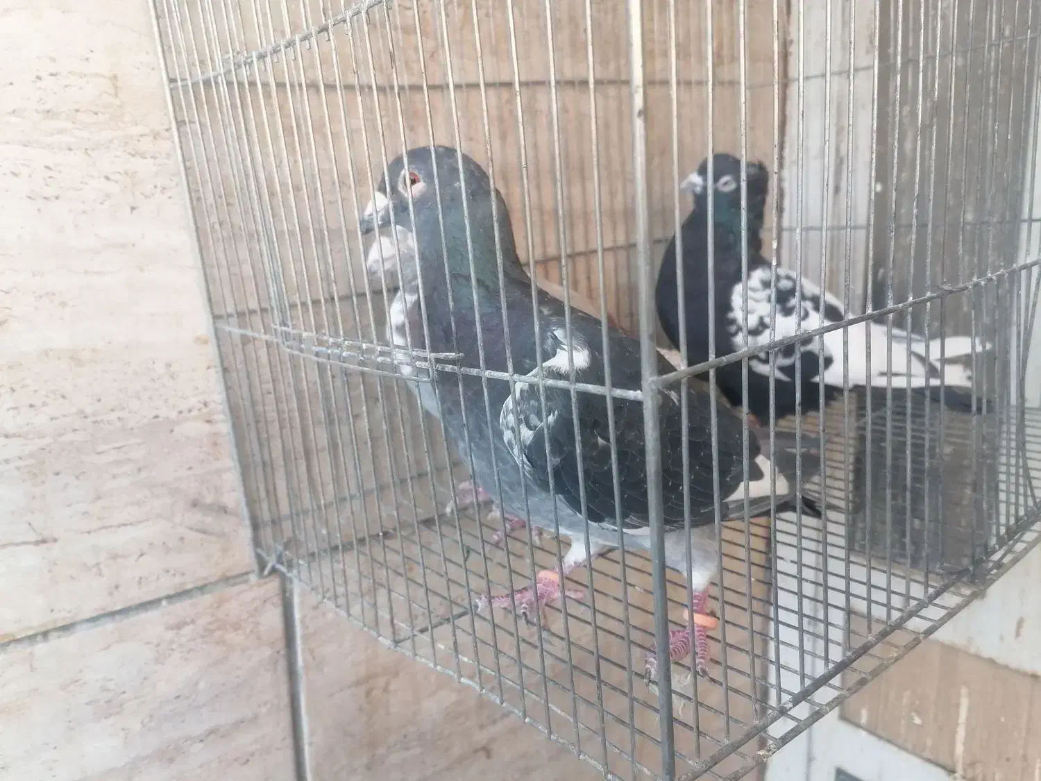 سه تا کبوتر ماده مناسب جفت 200|پرنده|شیراز, شهرک کوشکک|دیوار