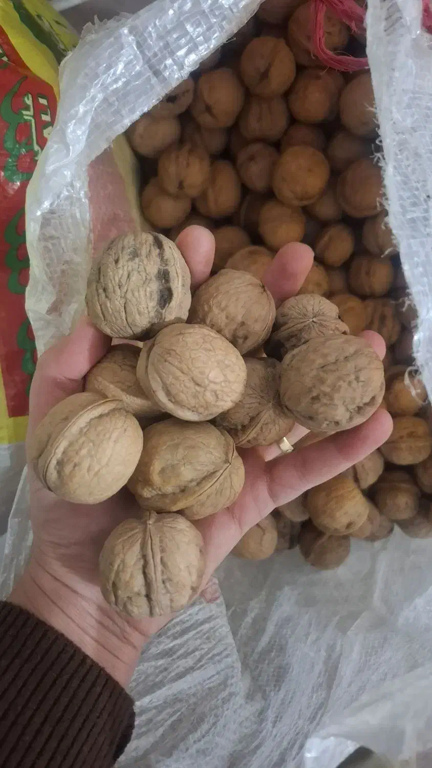 گردو|خوردنی و آشامیدنی|زارچ, |دیوار