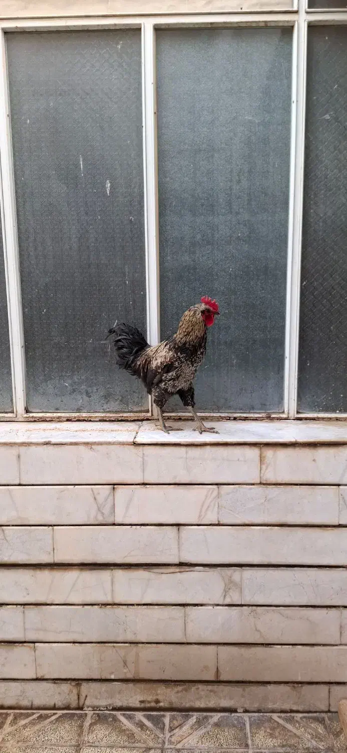 خروس های سالم و درشت - نژاد جهادی و گلپایگانی|حیوانات مزرعه|خمینیشهر, |دیوار