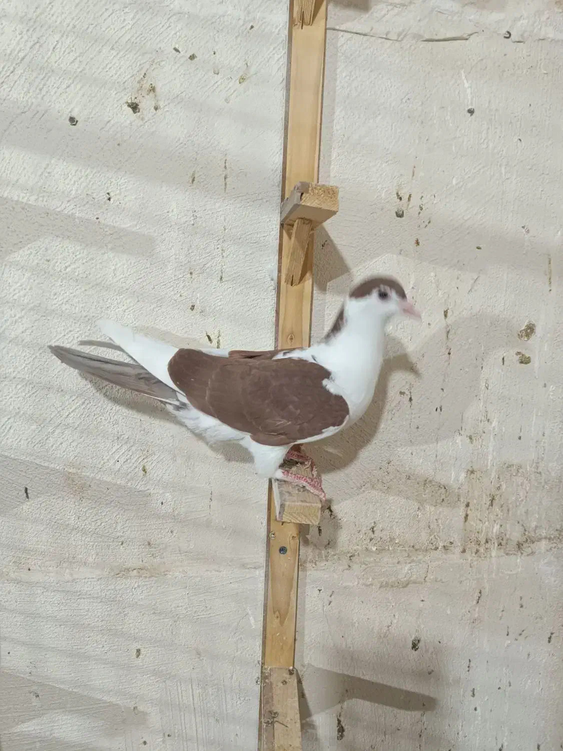 کفتر|پرنده|مشهد, هنرور|دیوار