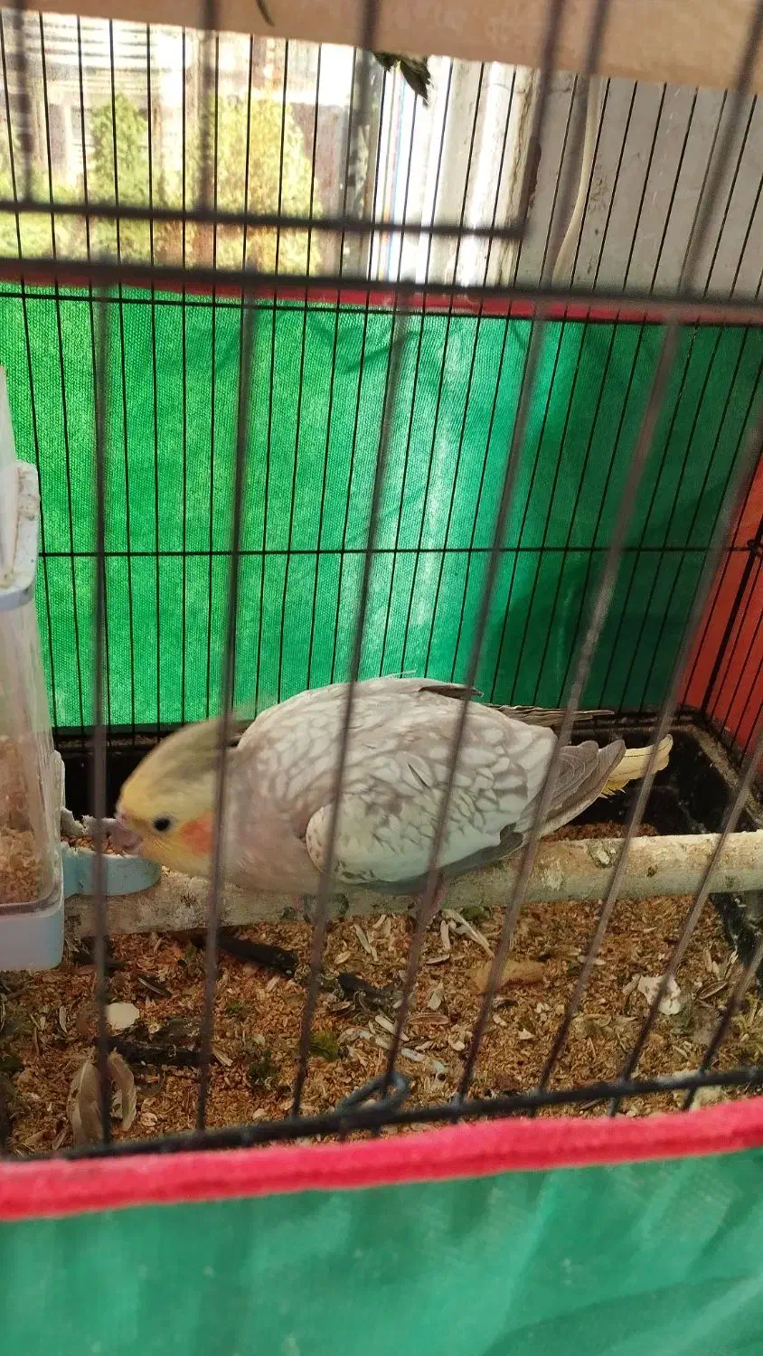 عروس هلندی نر و ماده مولد|پرنده|قم, پردیسان|دیوار