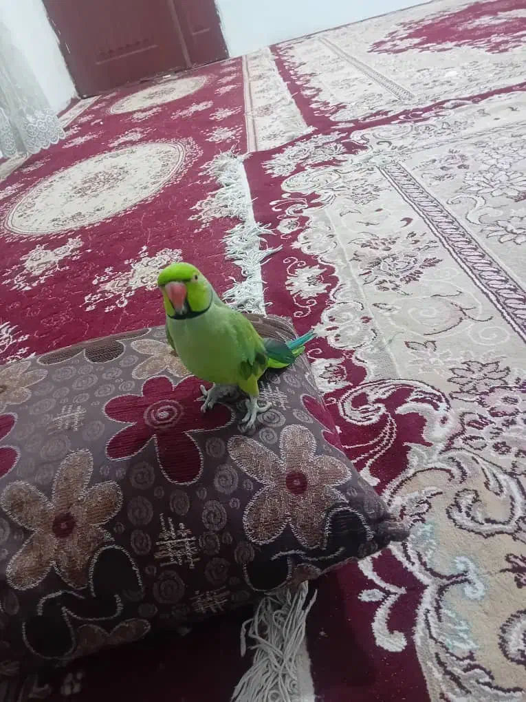 طوطی ملنگو سخنگو|پرنده|مشهد, شهید احمدی روشن|دیوار