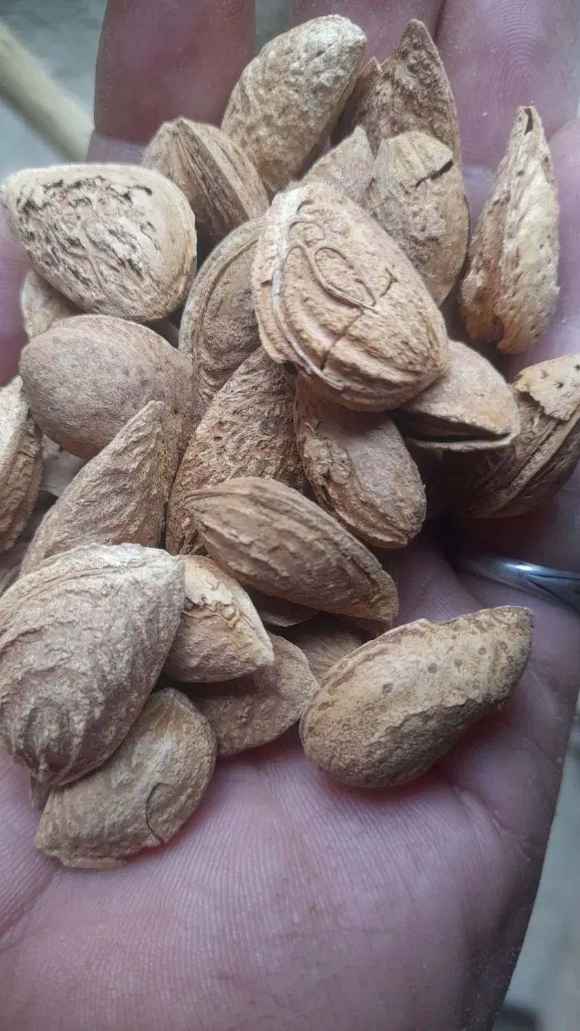 کشمش سبز وبادام|خوردنی و آشامیدنی|جونقان, |دیوار