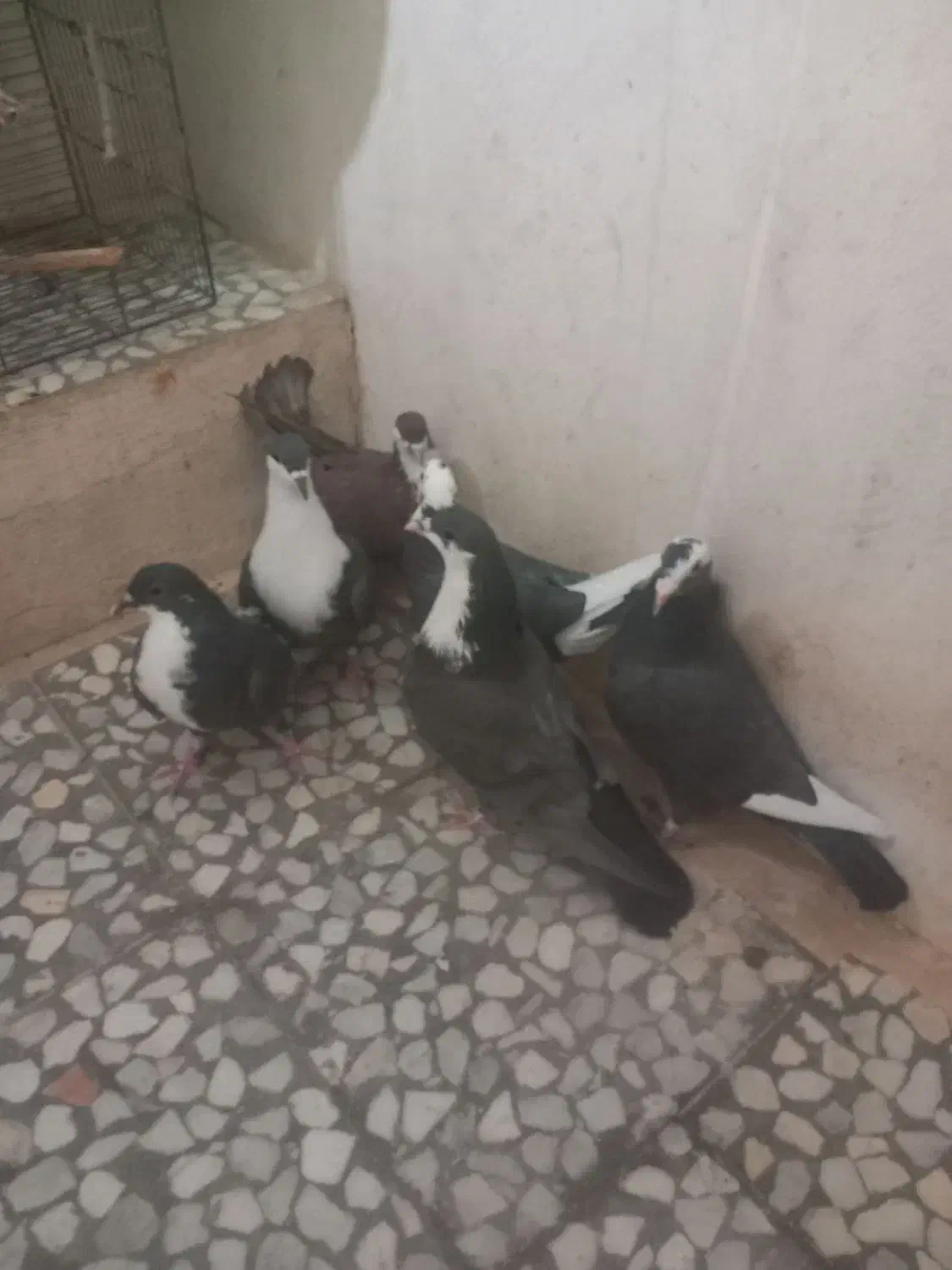 کبوتر جوانه|پرنده|هامون, |دیوار