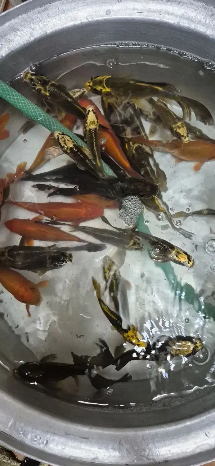 ماهی کوی|ماهی|قم, دروازه کاشان|دیوار