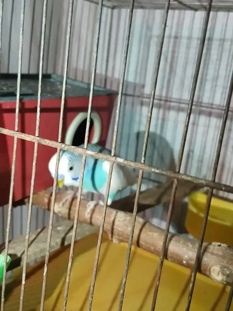 مرغ عشق|پرنده|ری, ملک‌آباد|دیوار