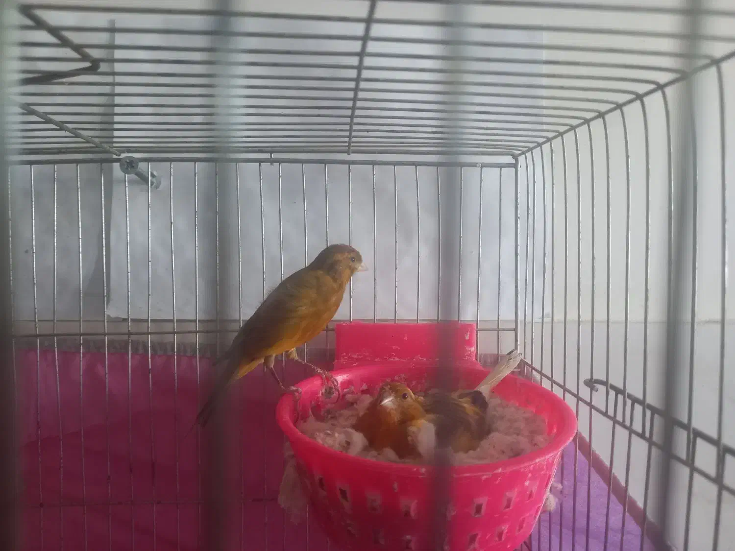 یک جفت قناری اصیل سوخته با هفت تا تخم|پرنده|مشگین شهر, |دیوار