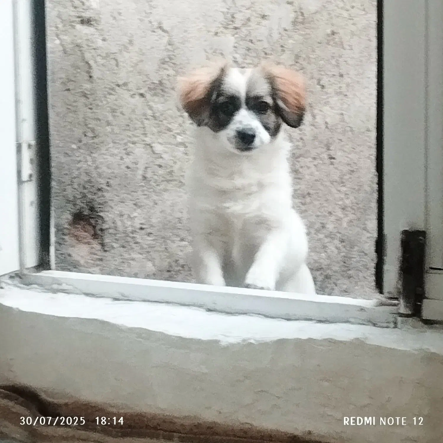 سگ اشپیتز|سگ|اردبیل, |دیوار