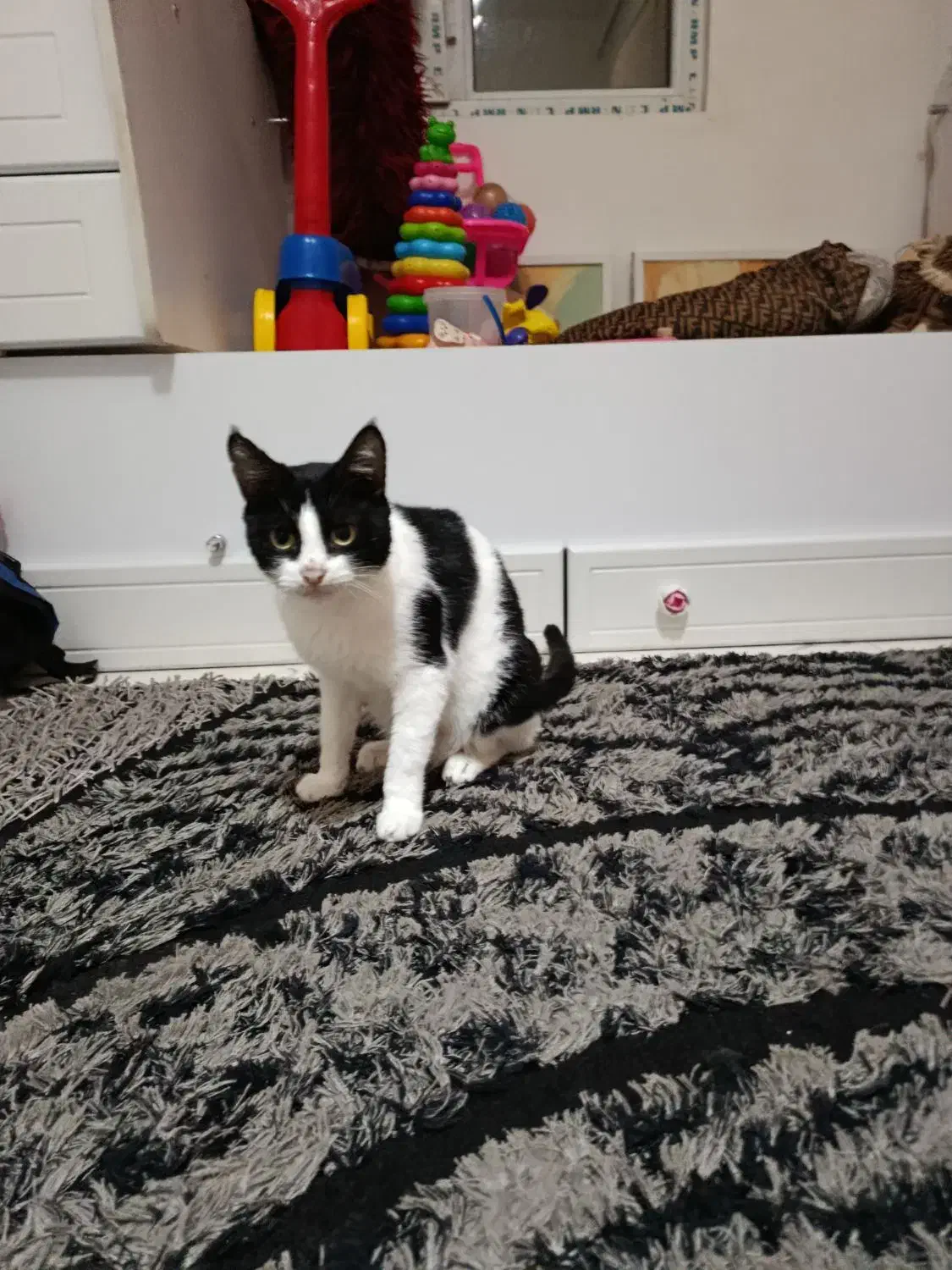 گربه ماده|گربه|رشت, کوی حسینی|دیوار