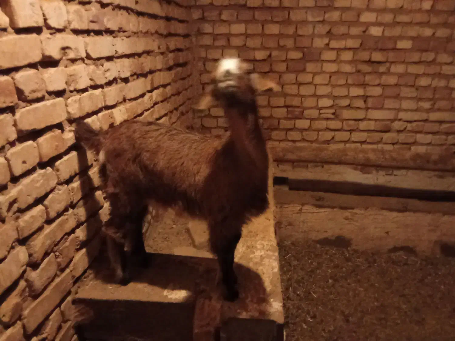 کره بز|حیوانات مزرعه|یزد, |دیوار