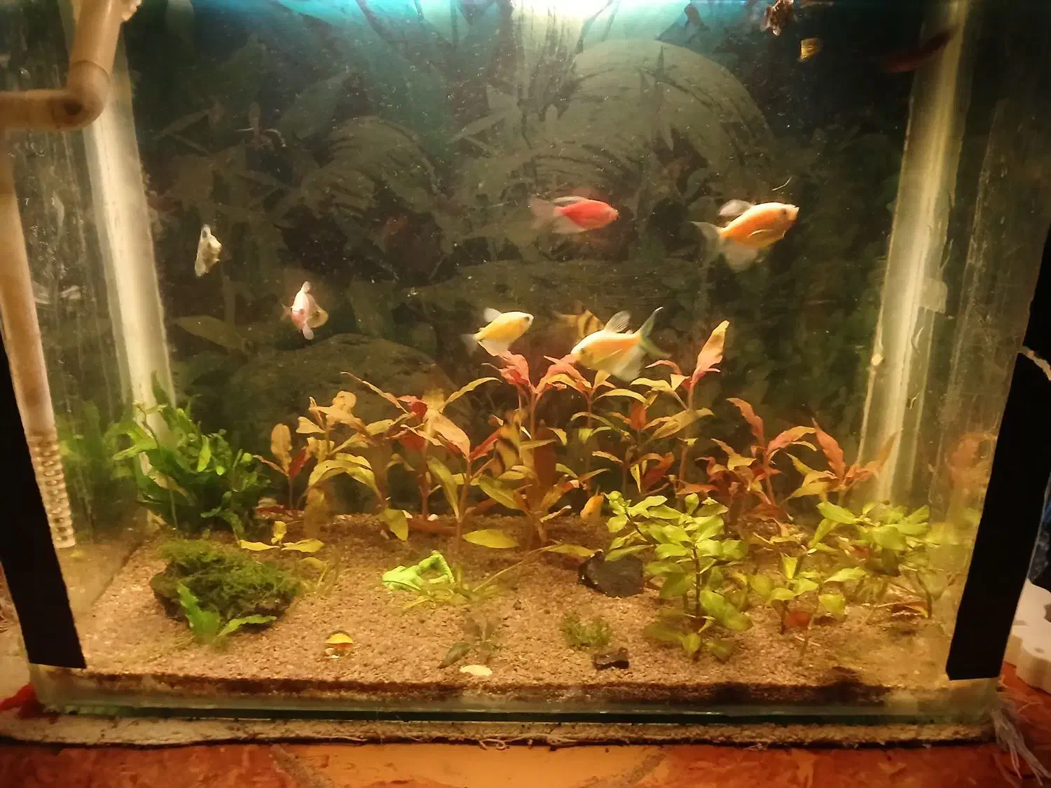 فروشی|ماهی|بندرعباس, |دیوار