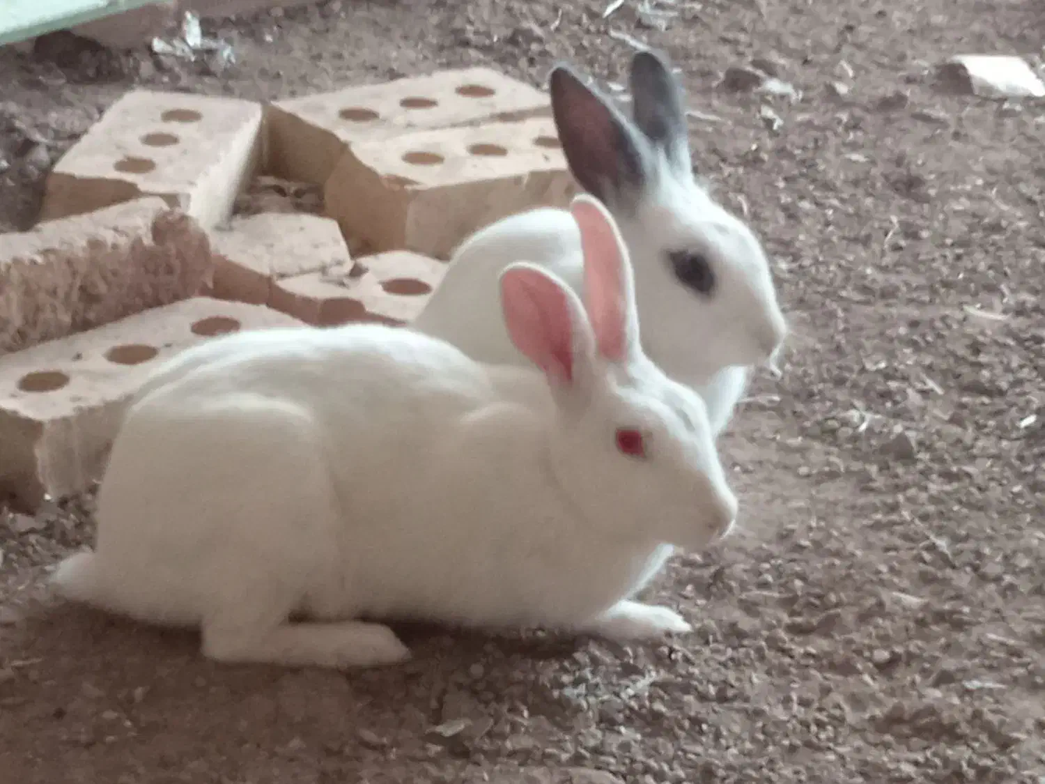 دوتا خرگوش زبل زیبا قیمت دوتاش 500|موش و خرگوش|سراب, |دیوار