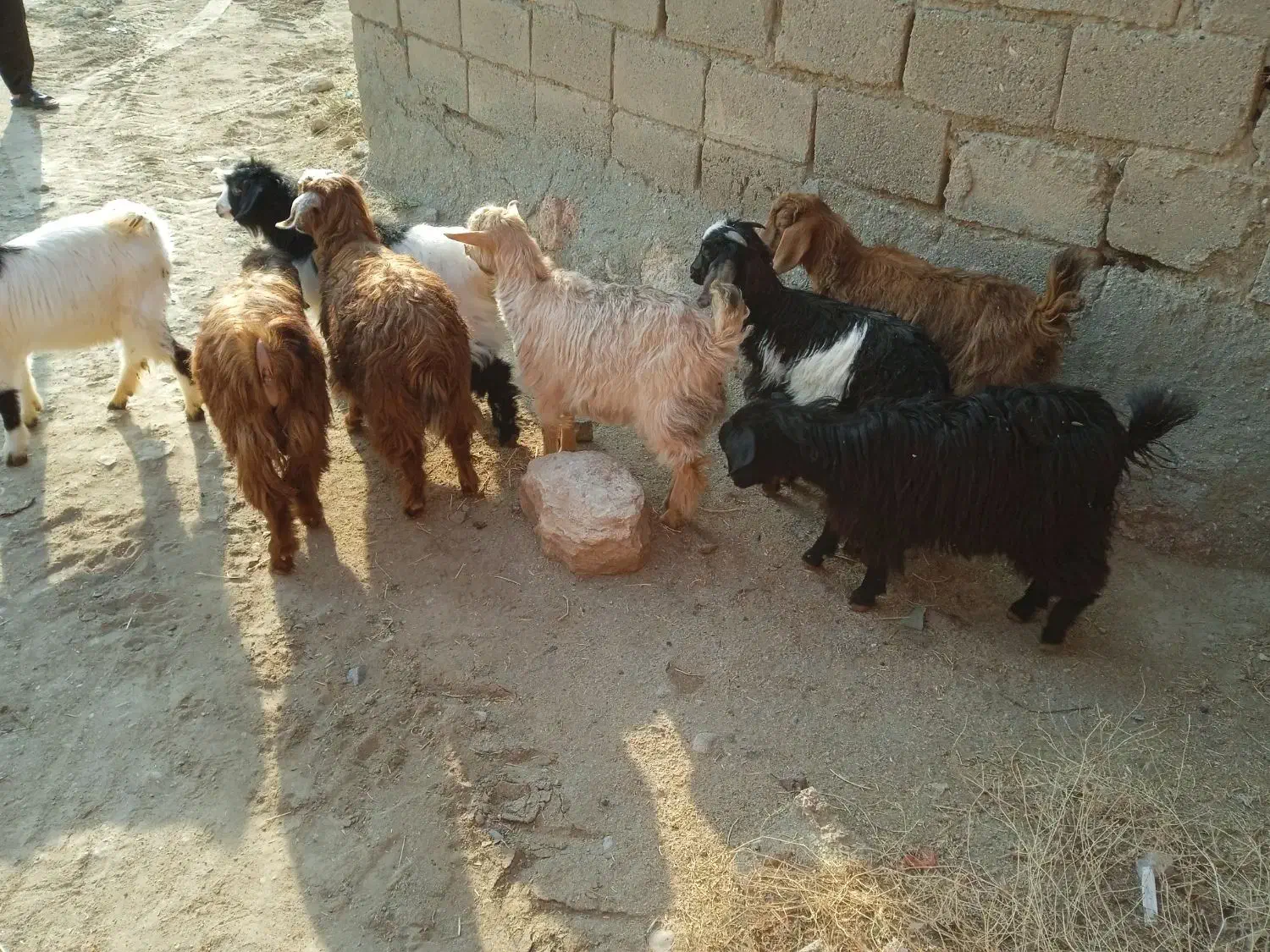 فروش بزغاله نر وماده|حیوانات مزرعه|میاندوآب, |دیوار