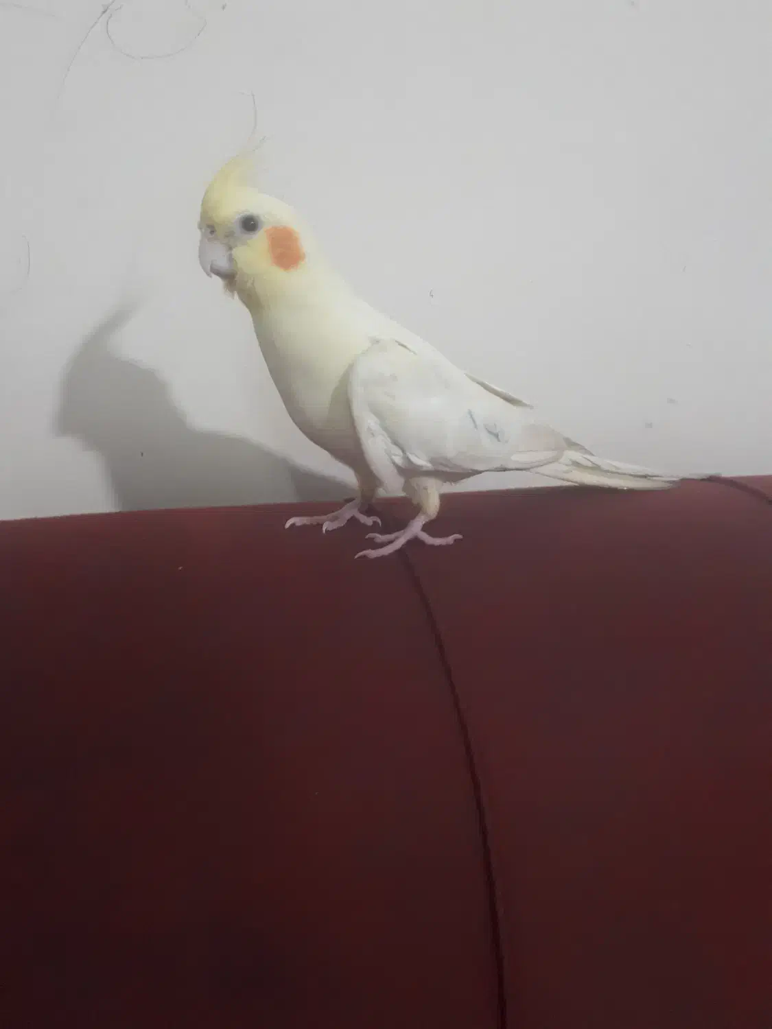 عروس هلندی|پرنده|فردوس (خراسان), |دیوار