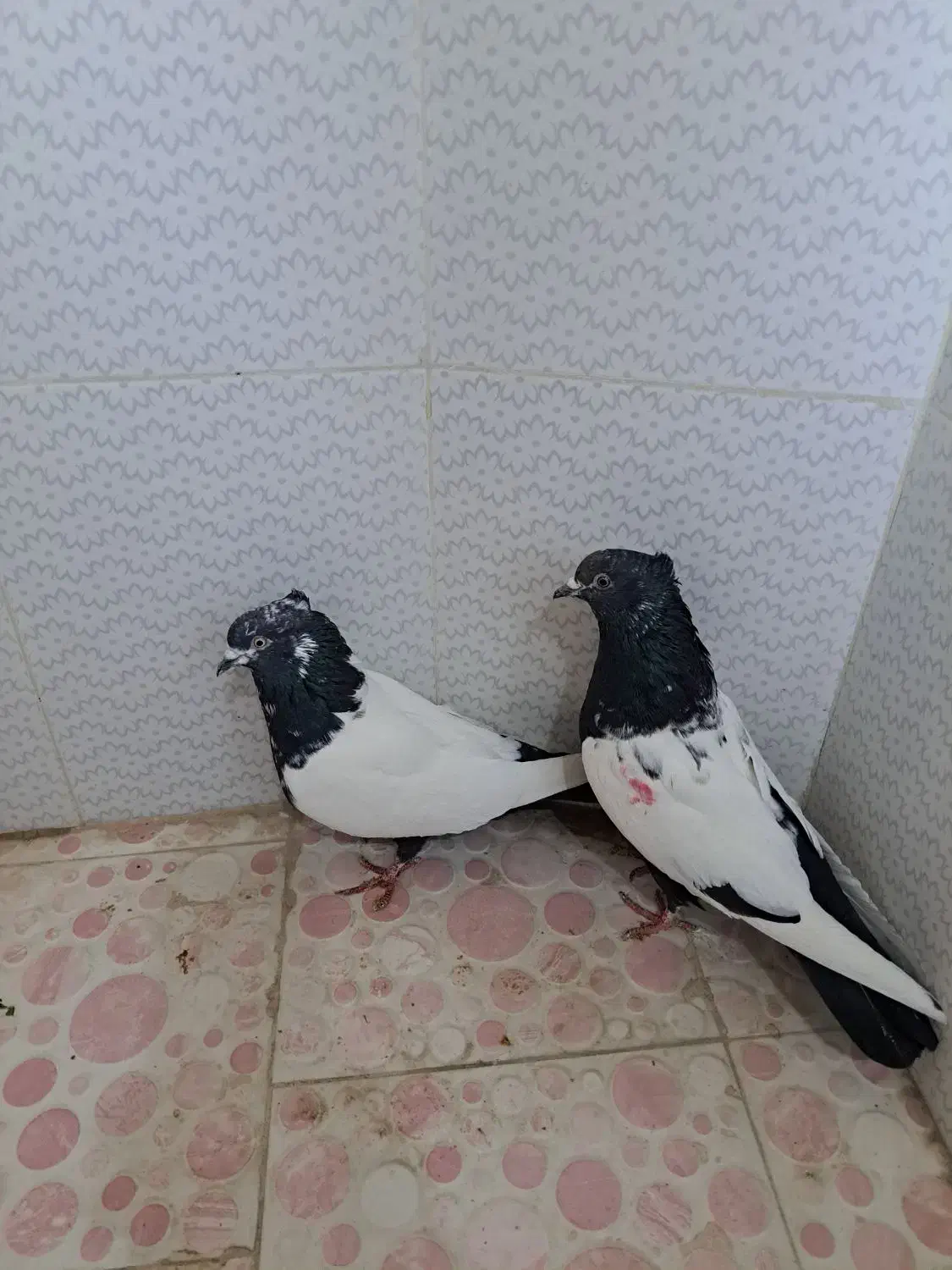 کبوتر|پرنده|اصفهان, ملکشهر|دیوار