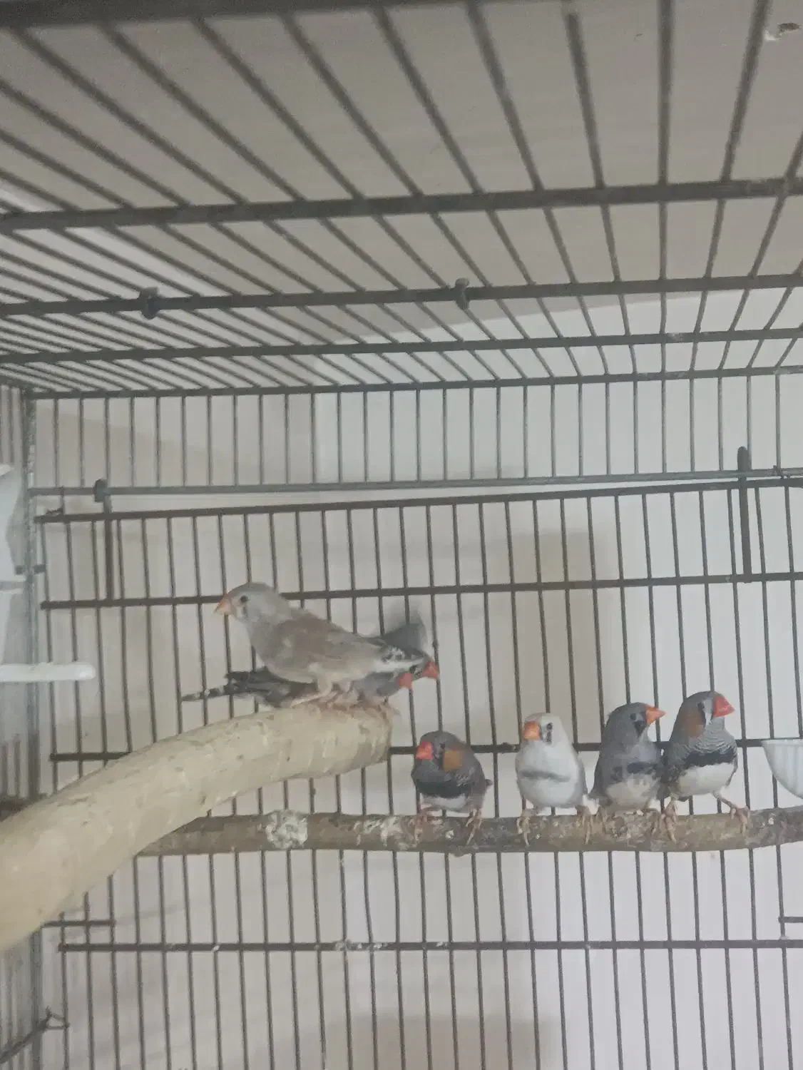 فنچ|پرنده|آبیک, |دیوار