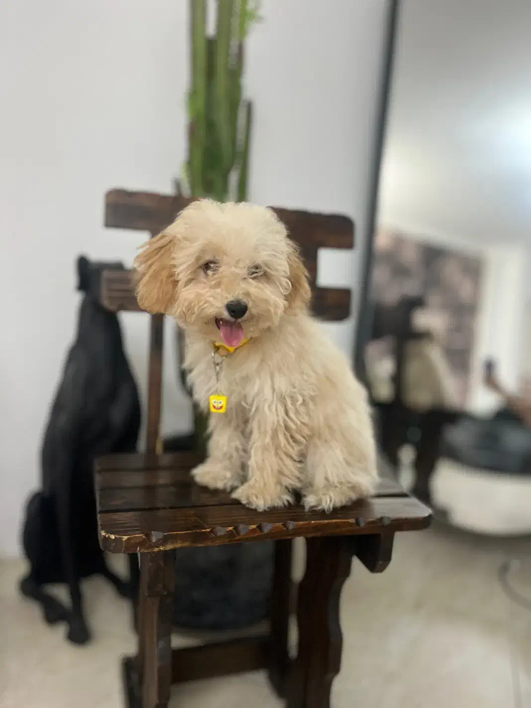 توی پودل ماده|سگ|تهران, نیروی دریایی|دیوار