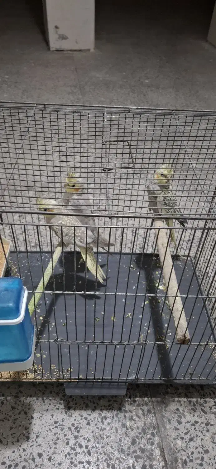 طوطی عروس|پرنده|محمدیه-قزوین, |دیوار